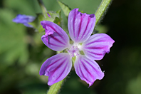 Malva multiflora